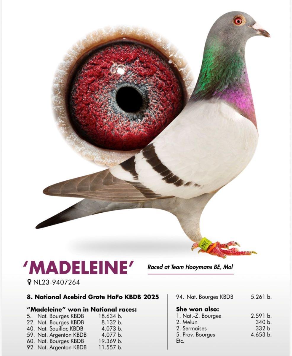 PITTS-Team Hooymans-PITTS-NL23-9407264 'Madeleine' -Foto-1