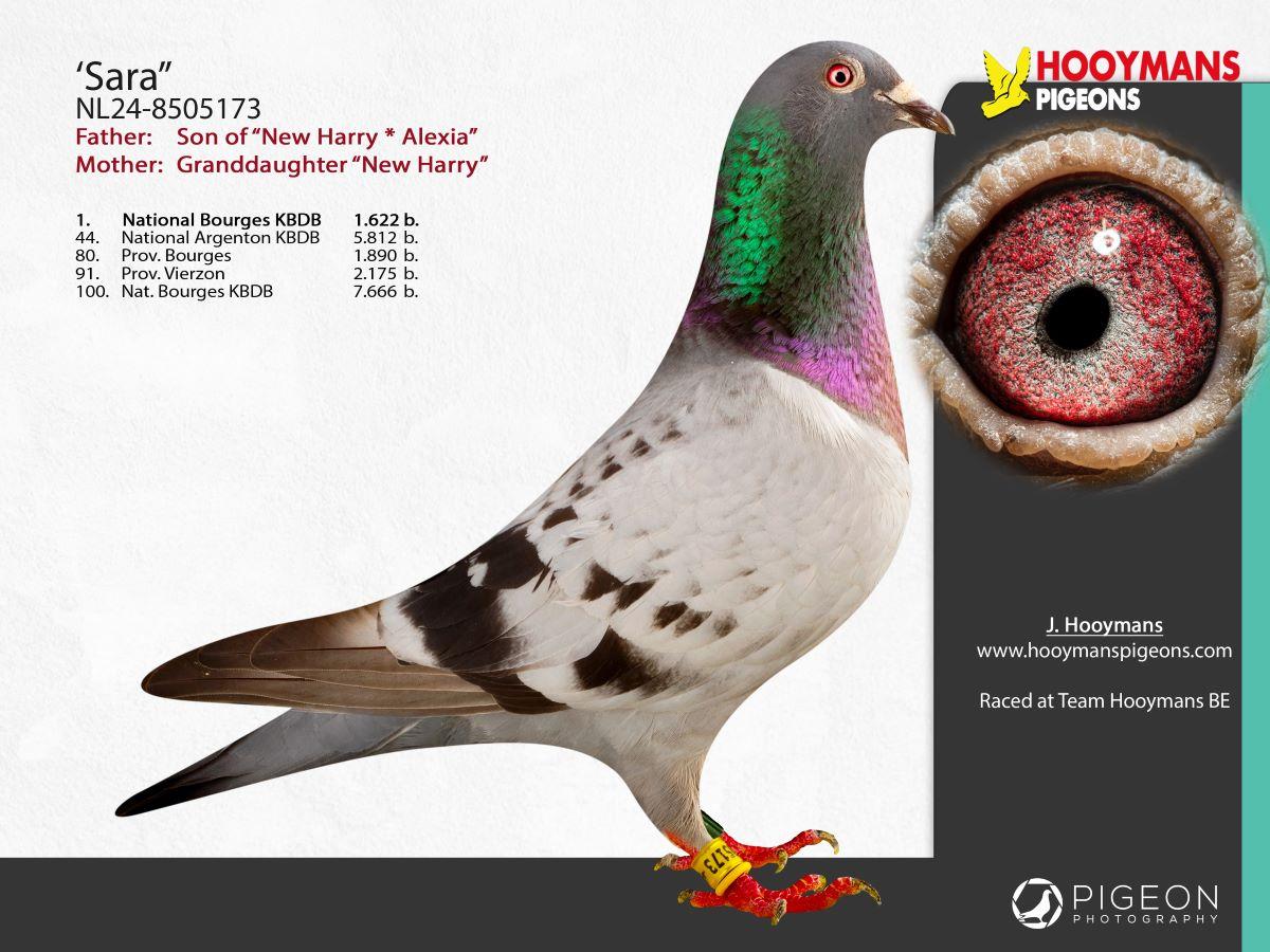 PITTS-Team Hooymans-PITTS-NL24-8505173 'Sara' -Foto-1