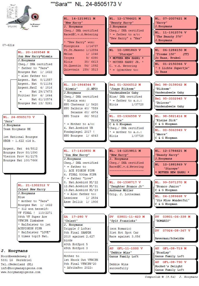 PITTS-Team Hooymans-PITTS-NL24-8505173 'Sara' -pedigree_Compustam5gen
