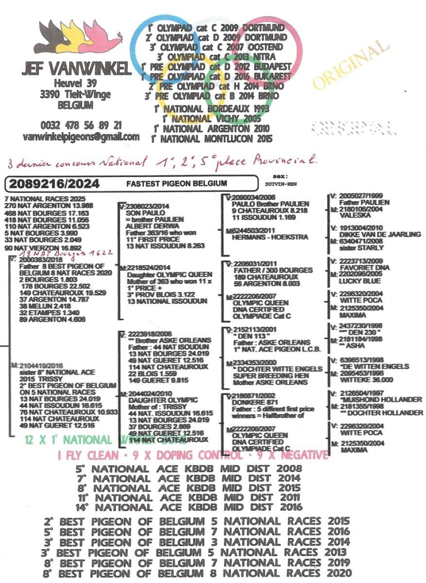 PITTS-VWinckel Jef-PITTSBE24-2089216 'Fastet Pigeon Belgium' -pedigree