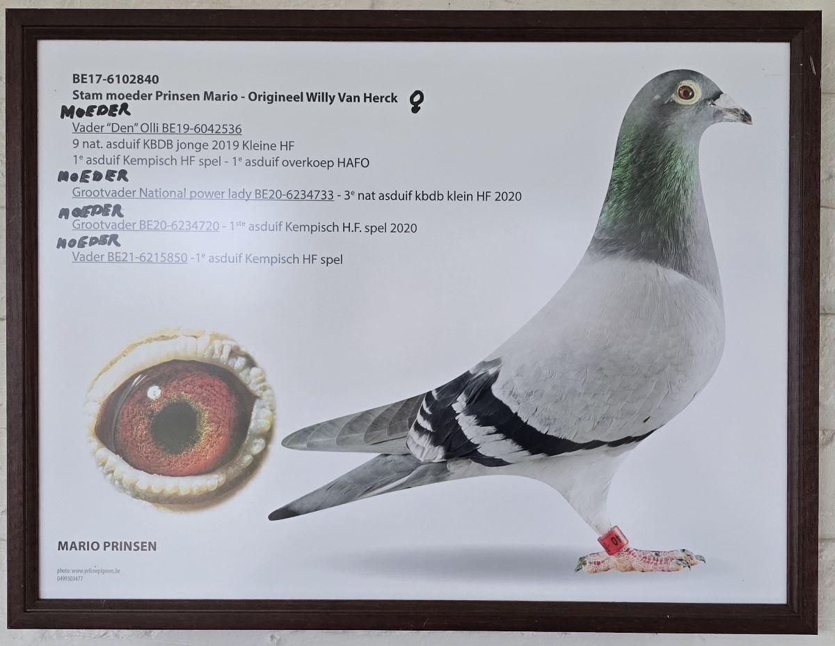 PITTS-Prinsen Mario-PITTS-BE17-6102840 '840' -Foto-1 Stammoeder