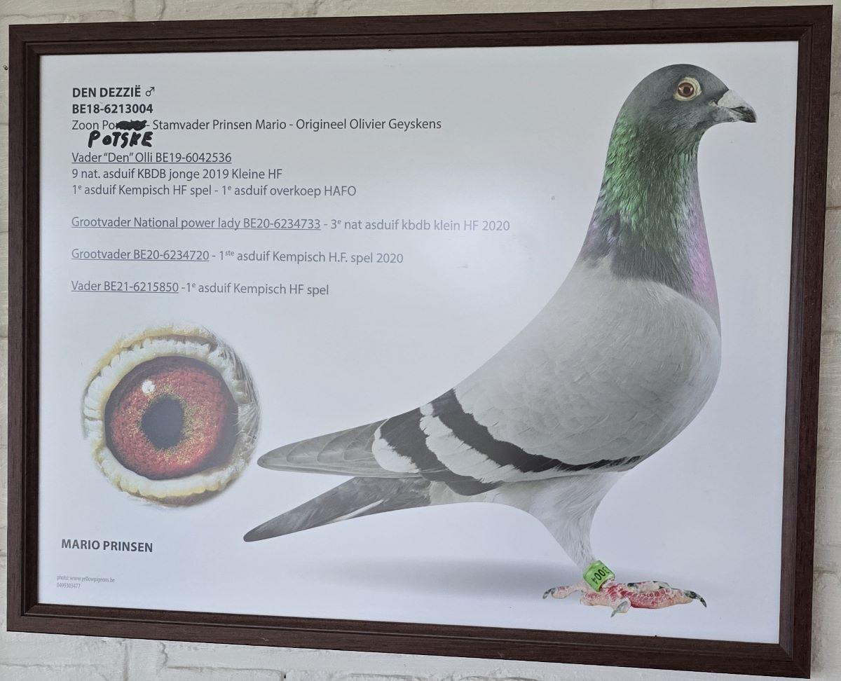 PITTS-Prinsen Mario-PITTS-BE18-6213001 'Den Dezzie' Foto-1 Stamvader