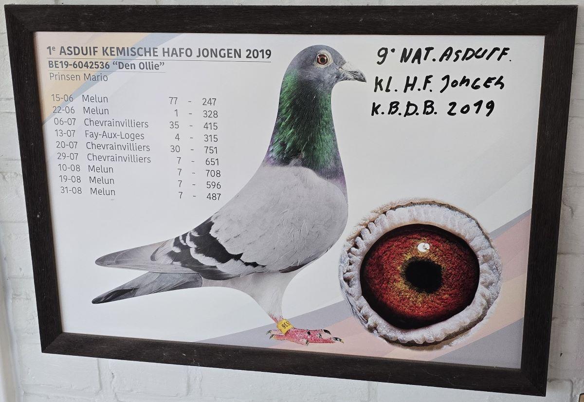 PITTS-Prinsen Mario-PITTS-BE19-6042536 'Den Ollie' Foto-1