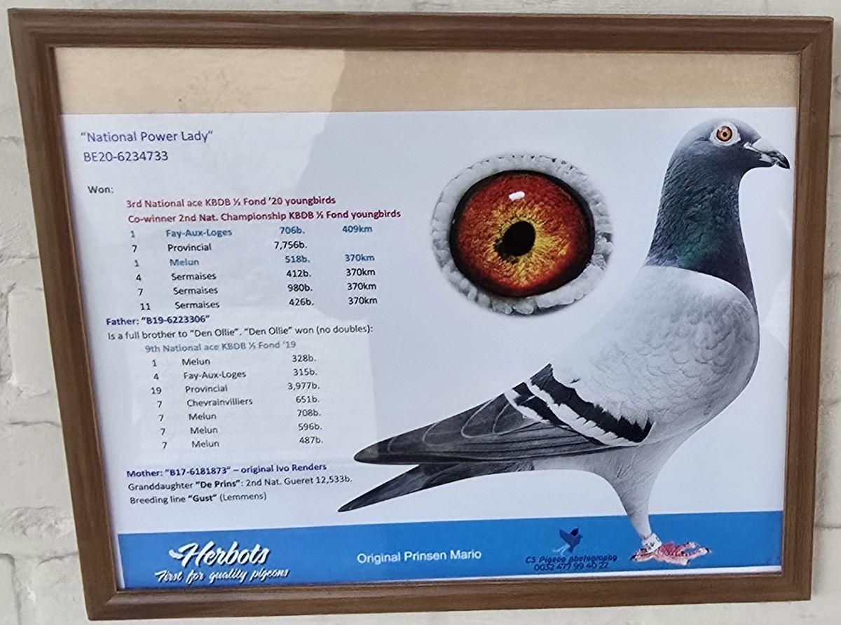 PITTS-Prinsen Mario-PITTS-BE20-6234733 'National Power Lady' -Foto-1