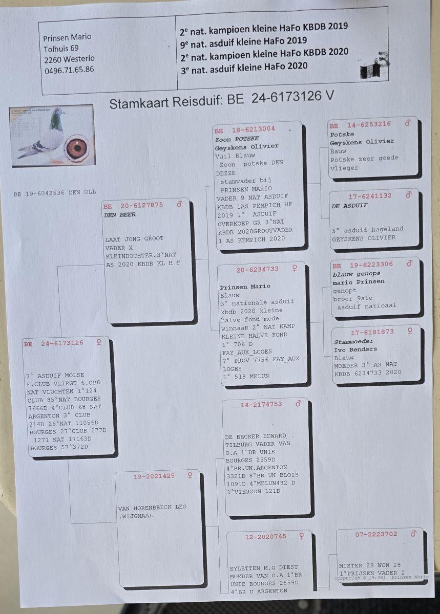 PITTS-Prinsen Mario-PITTS-BE24-6173126 '126' -pedigree 3e ASDUIF JAARSE DUIVEN KLEINE FOND 2025 MOLSE FONDCLUB