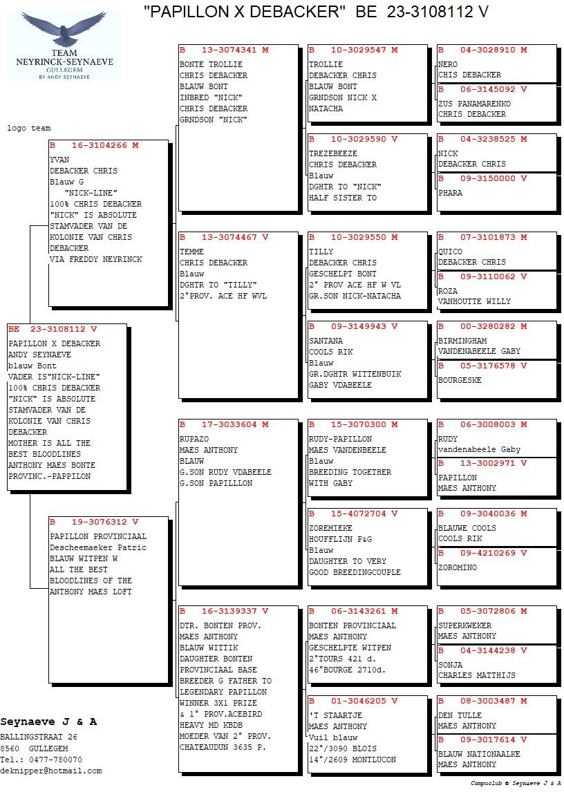 pedigree Papillon x Debacker