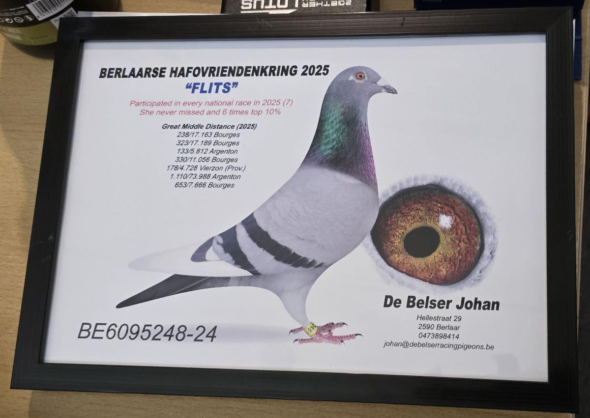 PITTS-De Belser Pigeons-PITTS-BE24-6095248 'Flits' -Foto-1