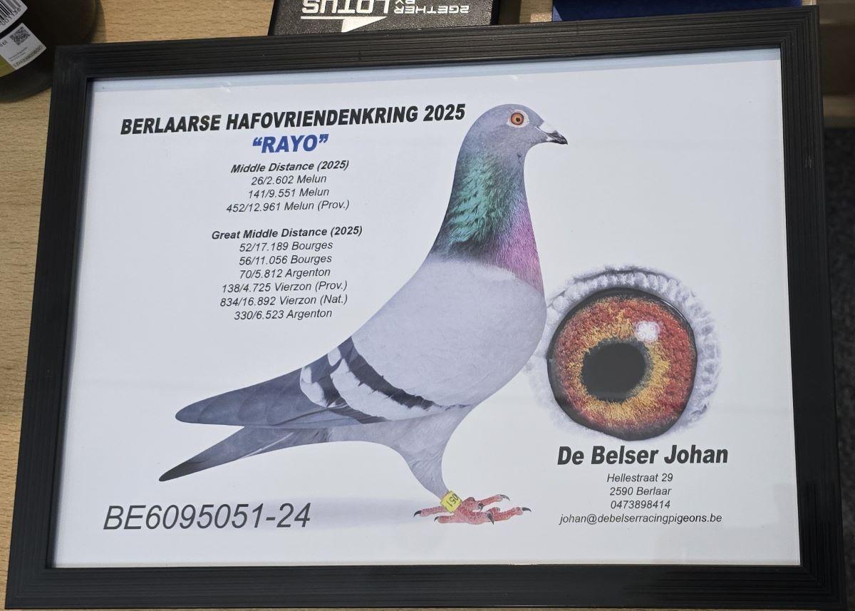 PITTS-De Belser Pigeons-PITTS-BE24-6095051 'Rayo' -Foto-1