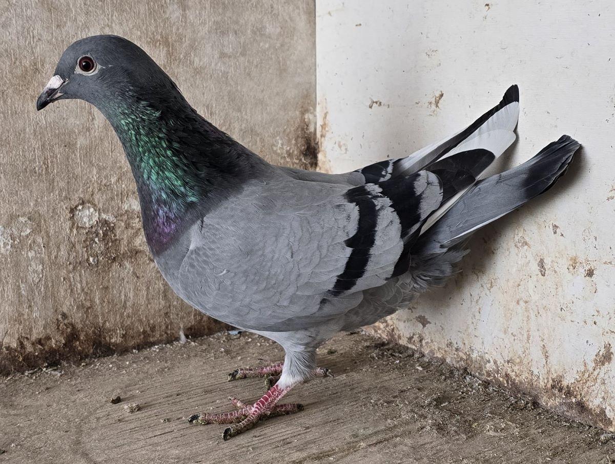 SMITS KEVIN & WIM–FILIP & KRIS Blauw witpen 25 (zie pedigree Wim De TroyXWilfried Heylen)