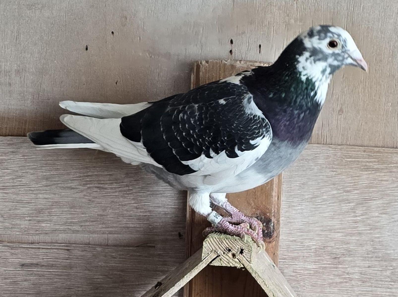 VERELST WILFRIED Zwarte witpen 25 (zie pedigree)