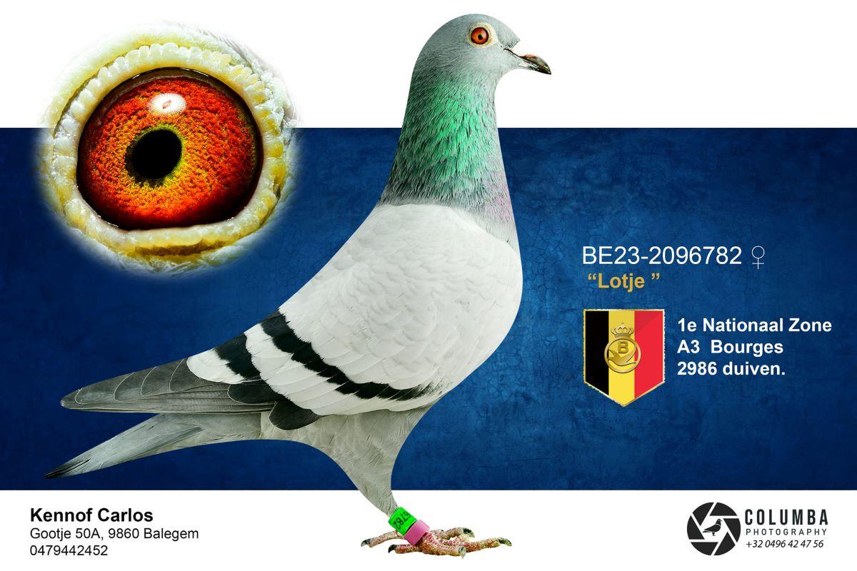 PITTS-Kennof Pigeons-PITTS-BE23-2096782 'Lotje' -Foto-1