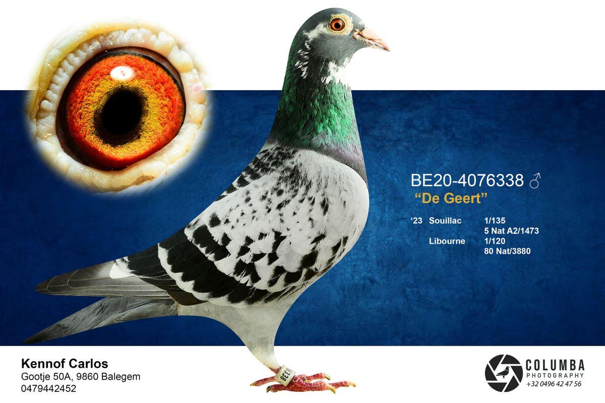 PITTS-Kennof Pigeons-PITTS-BE20-4076338 'De Geert' -Foto-1