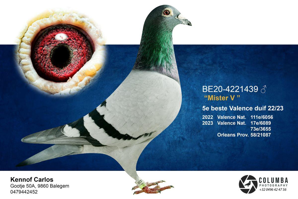 PITTS-Kennof Pigeons-PITTS-BE20-4221439 'Mister V' -Foto-1