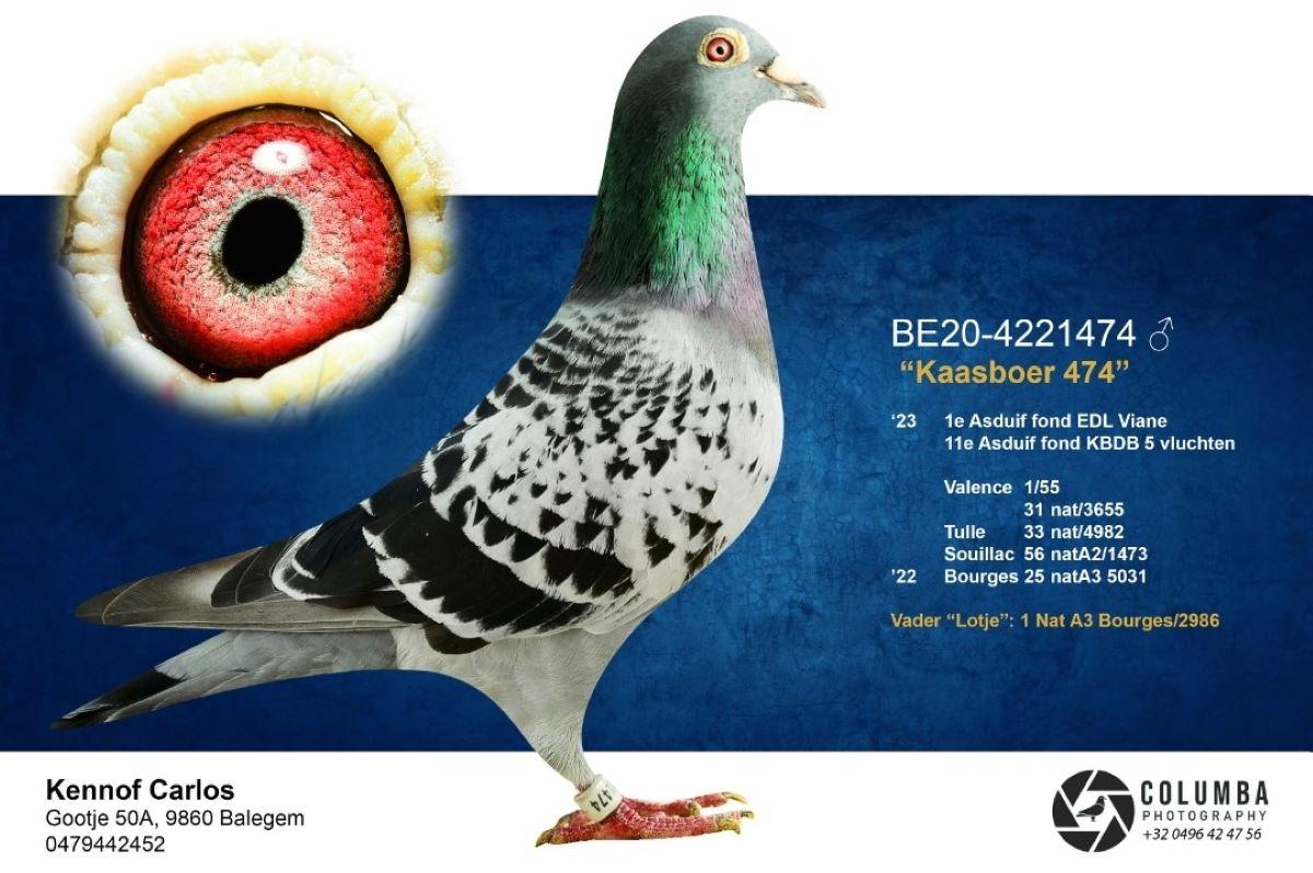 PITTS-Kennof Pigeons-PITTS-BE20-4221474 'Kaasboer 474' -Foto-1
