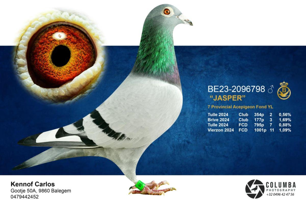 PITTS-Kennof Pigeons-PITTS-BE23-2096798 'Jasper' -Foto-1