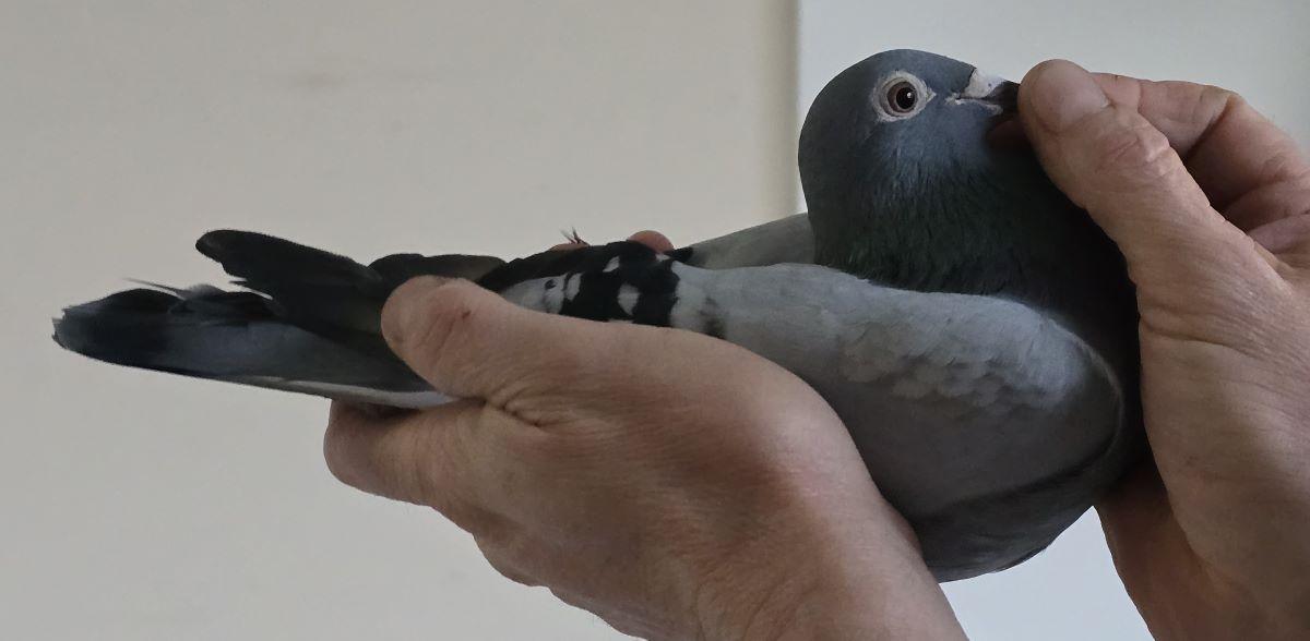 VAN LEUVEN ROBIN Blauwe 25 (zie pedigree Stefaan LambrechtsXDirk VD Bulck)