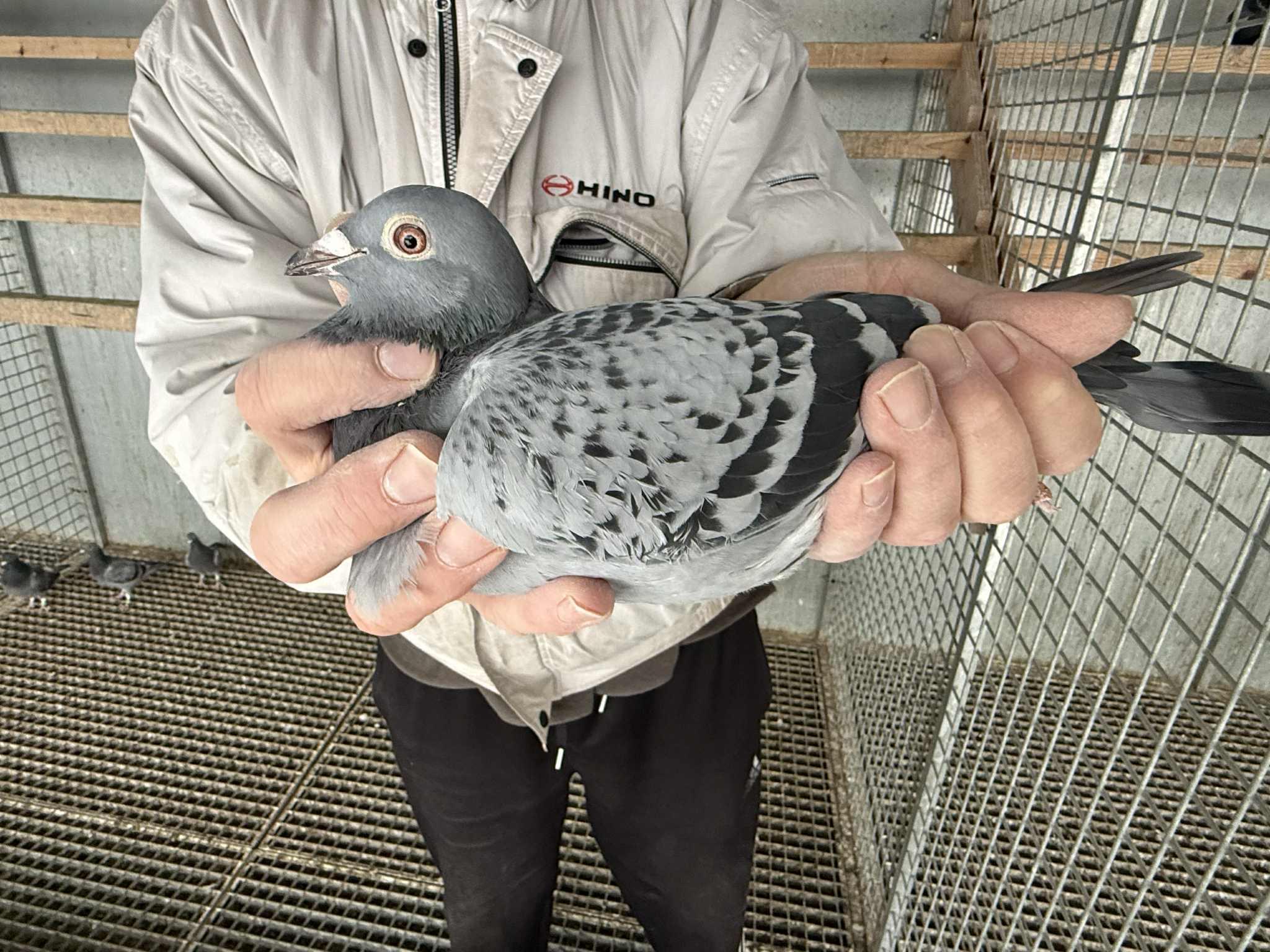 Pedigree van Rik Hermans (Pulle)