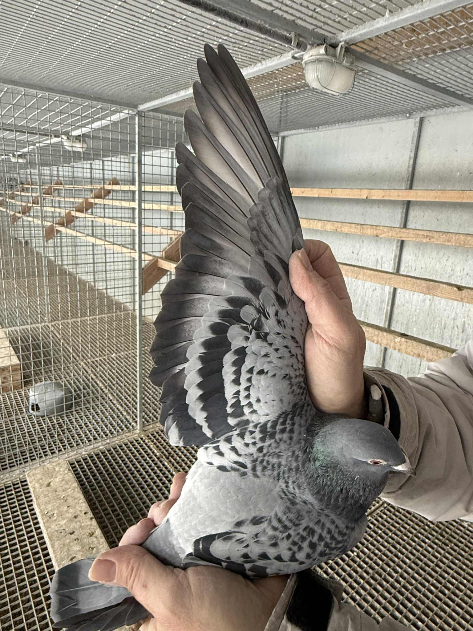 Pedigree van Rik Hermans (Pulle)