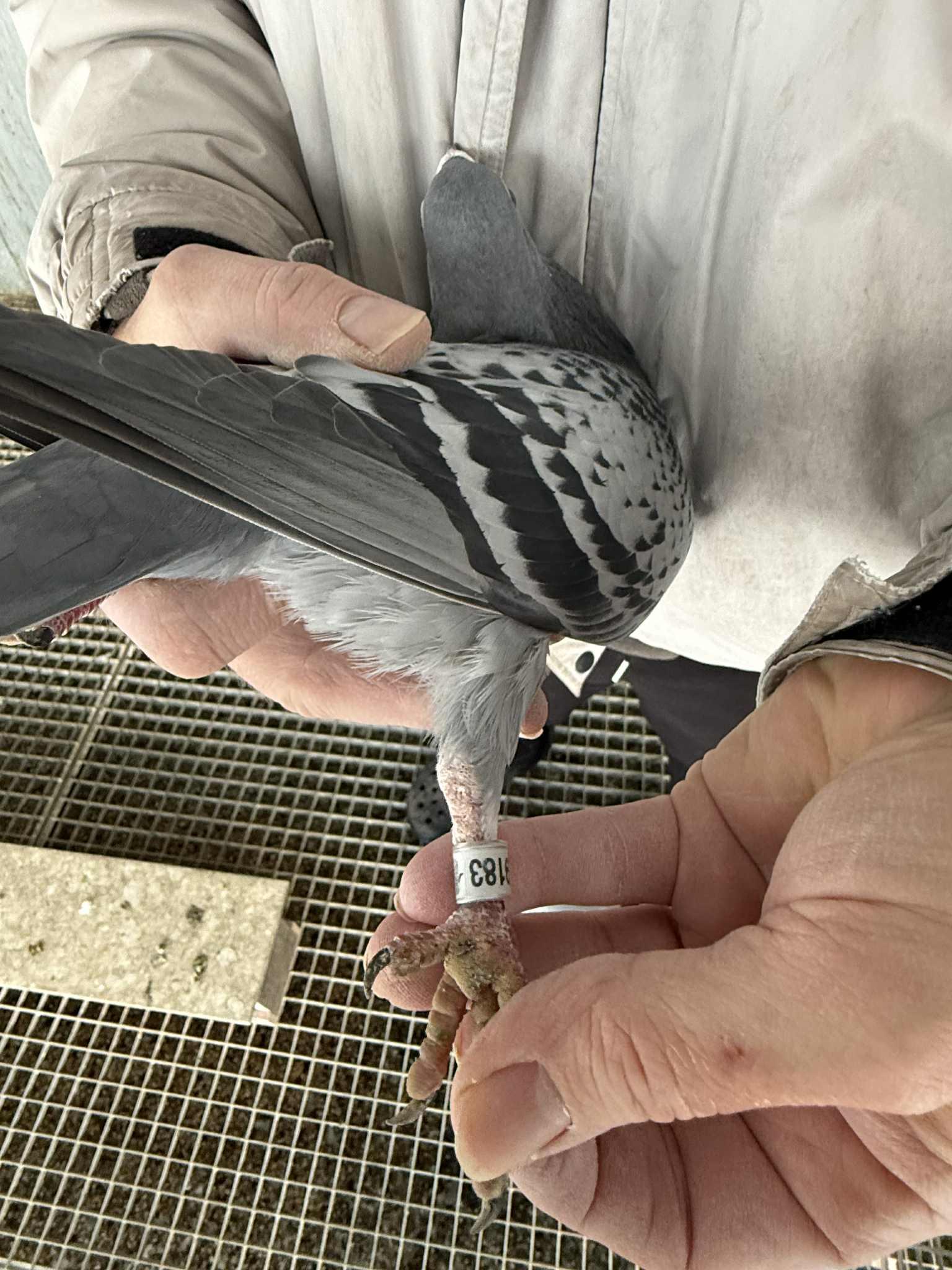 Pedigree van Rik Hermans (Pulle)