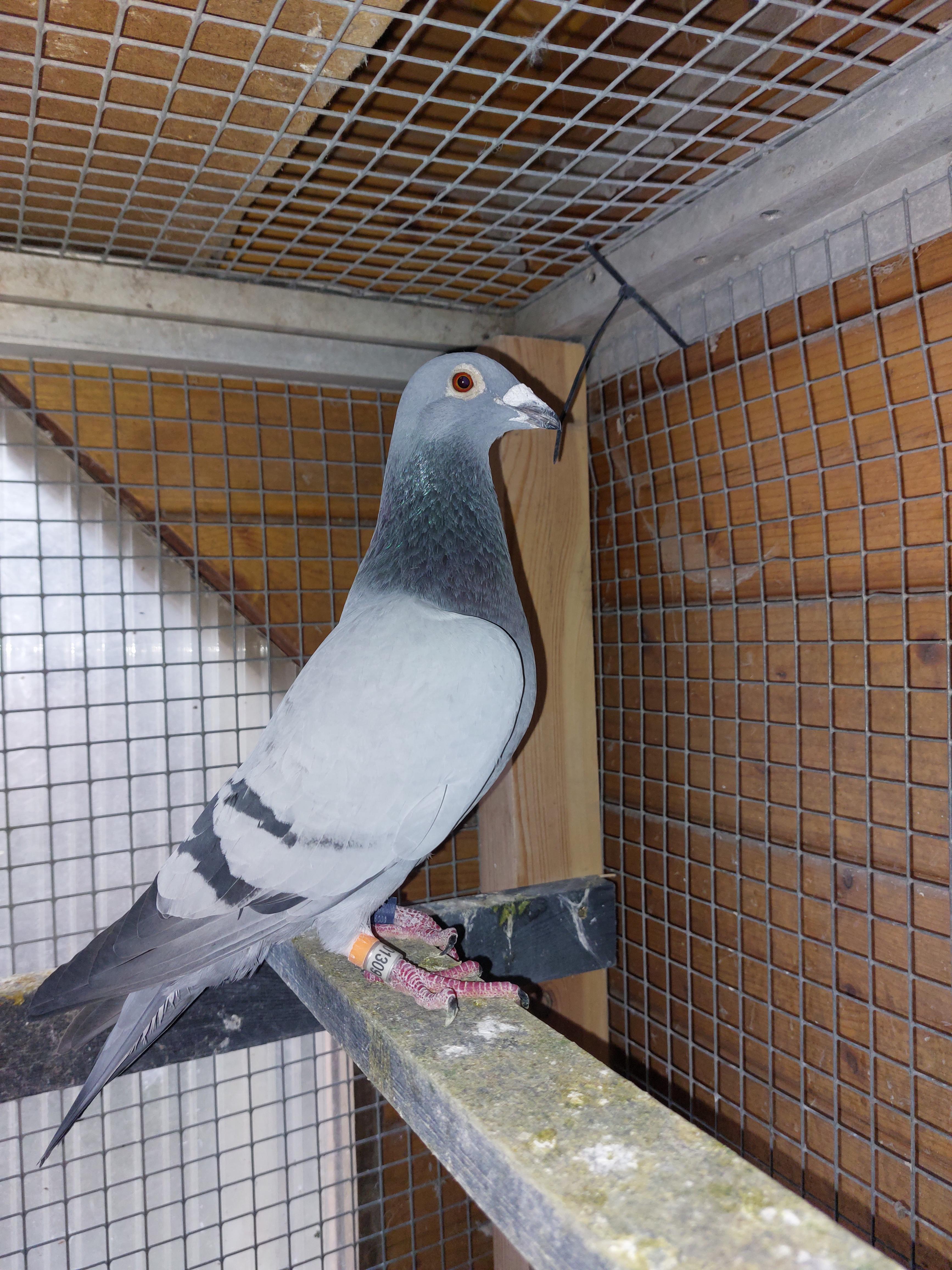 Aelbrecht Pigeons (Lebbeke)