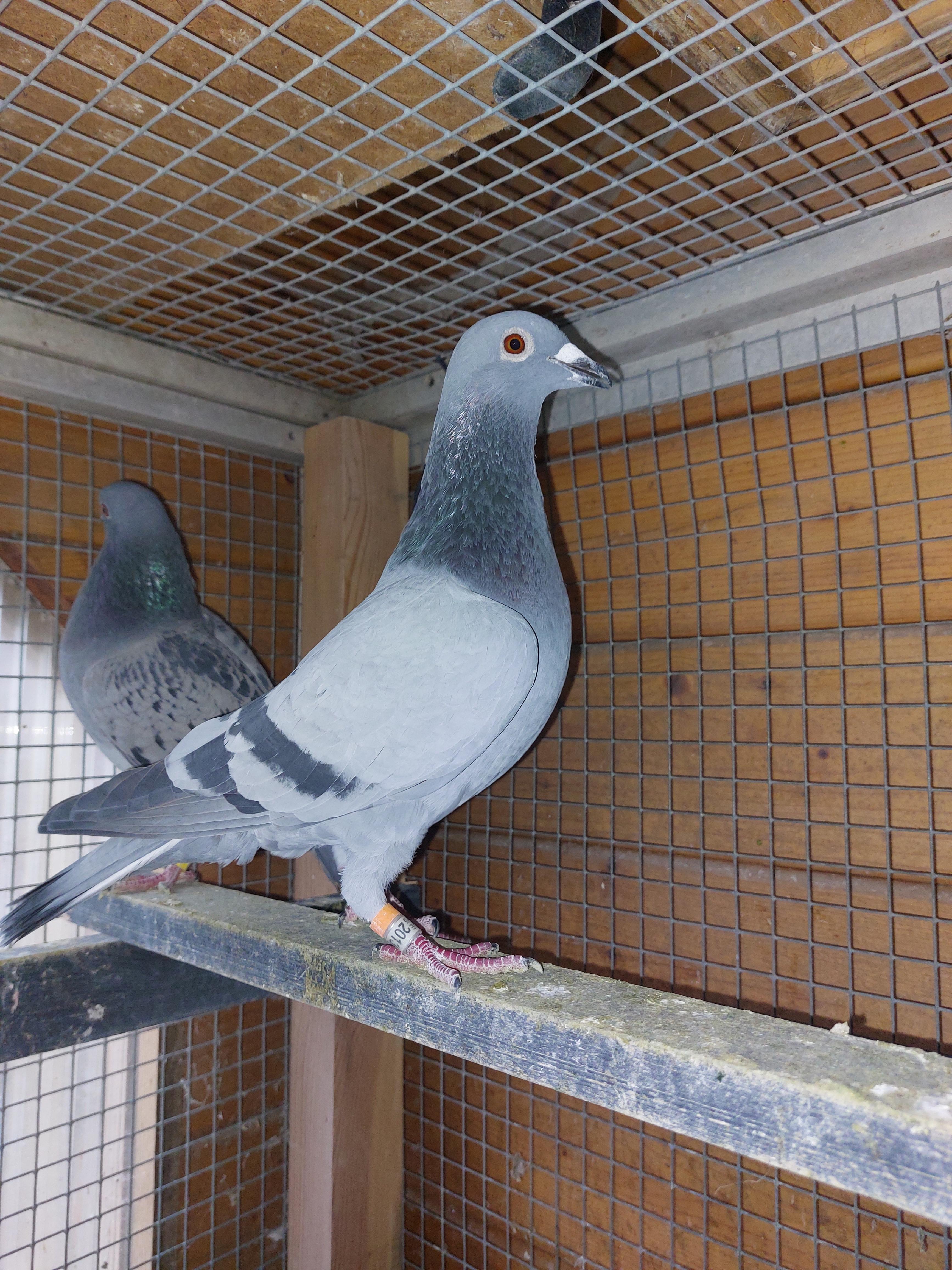 Aelbrecht Pigeons (Lebbeke) - Afbeelding 3