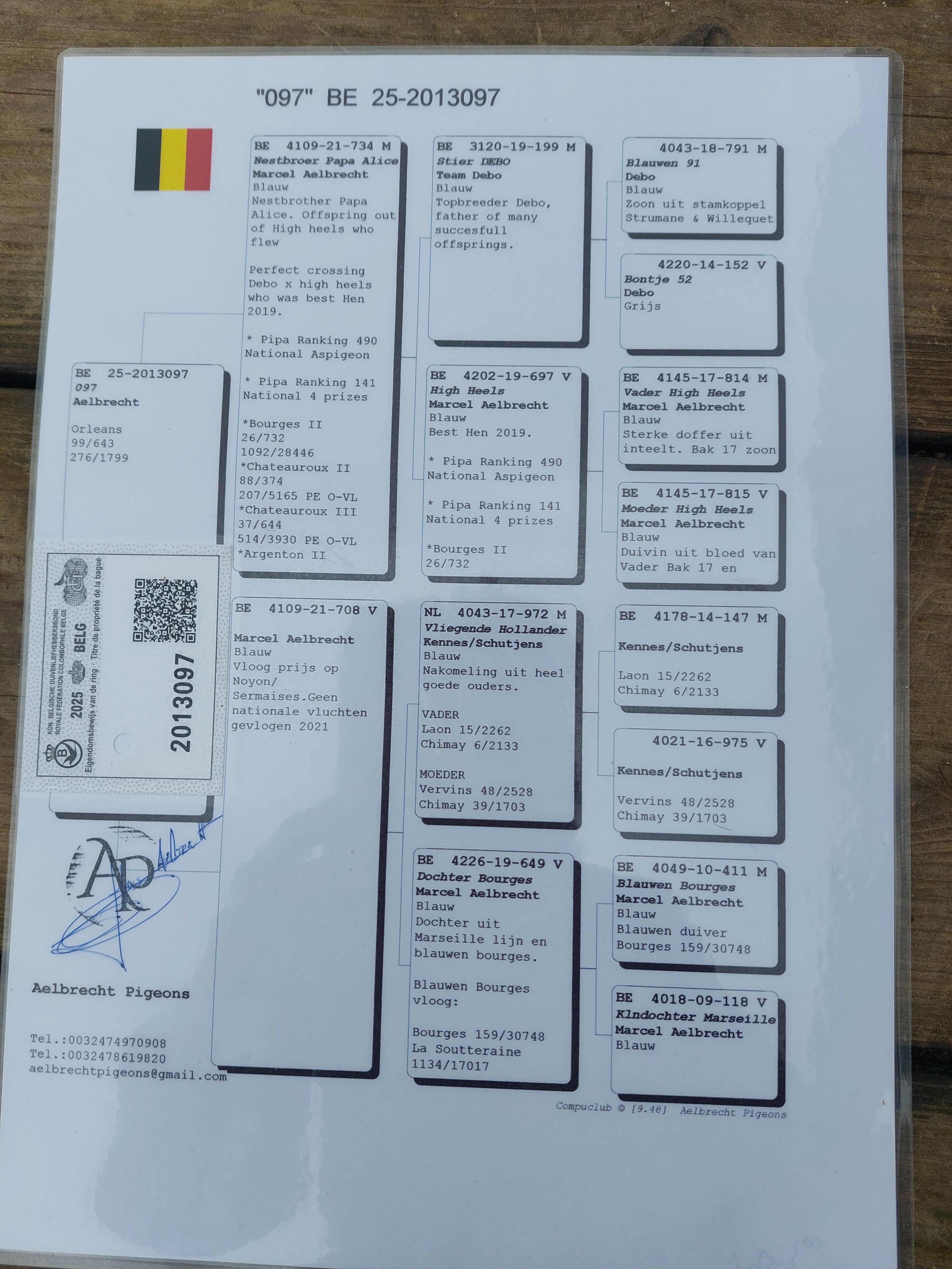 pedigree Aelbrecht Pigeons (Lebbeke)