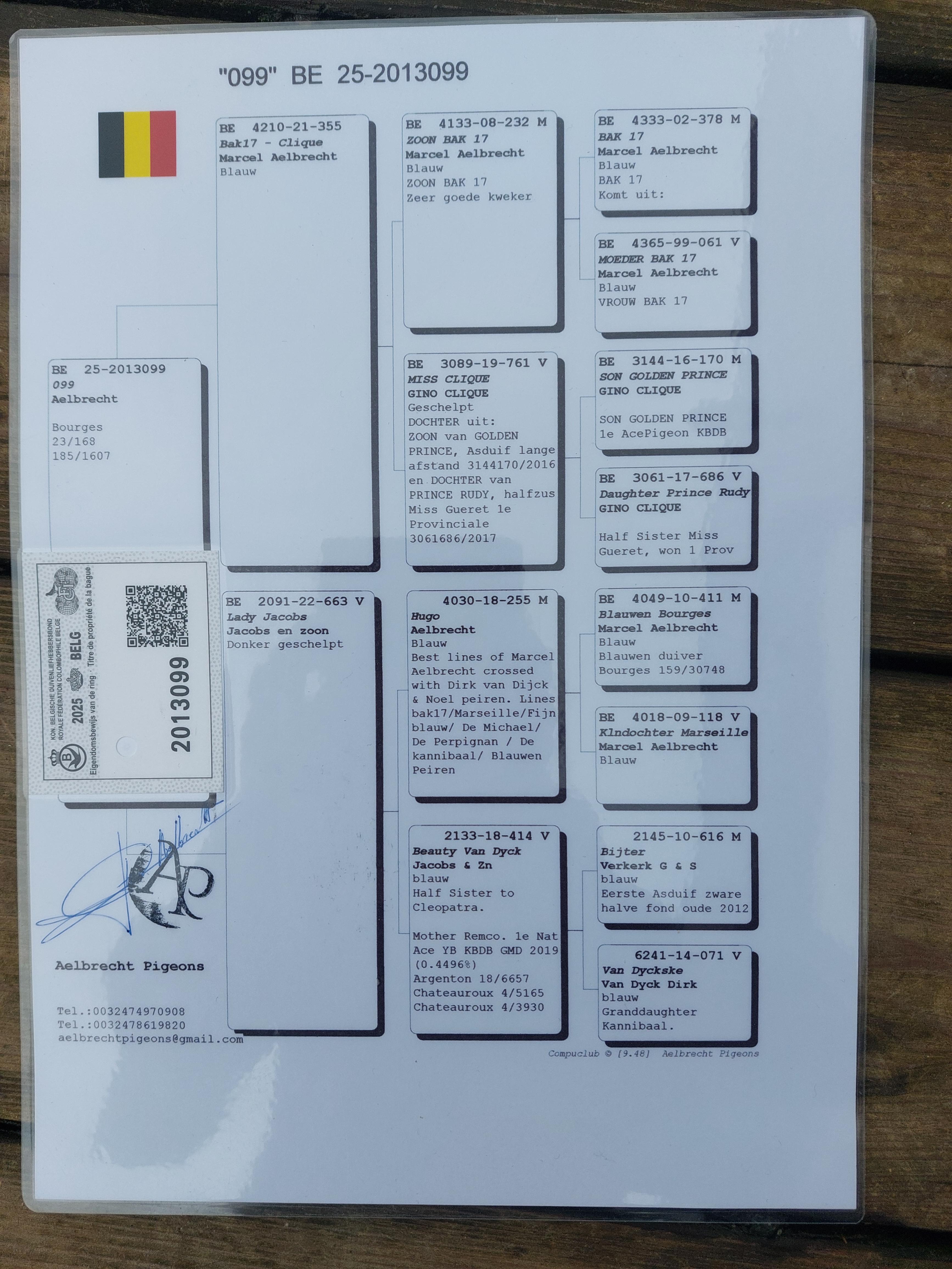 Pedigree van Aelbrecht Pigeons (Lebbeke)