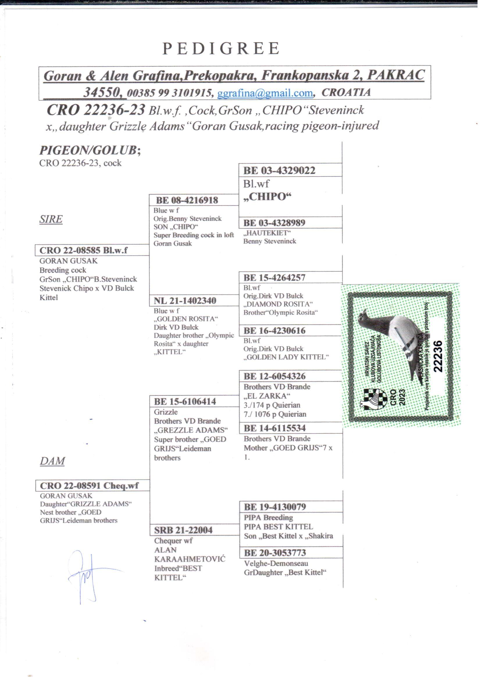 pedigree Kleinzoon “Chipo (Steveninck Benny)  x Lijn “Goed Grijs” (Leideman) & “Best Kittel”