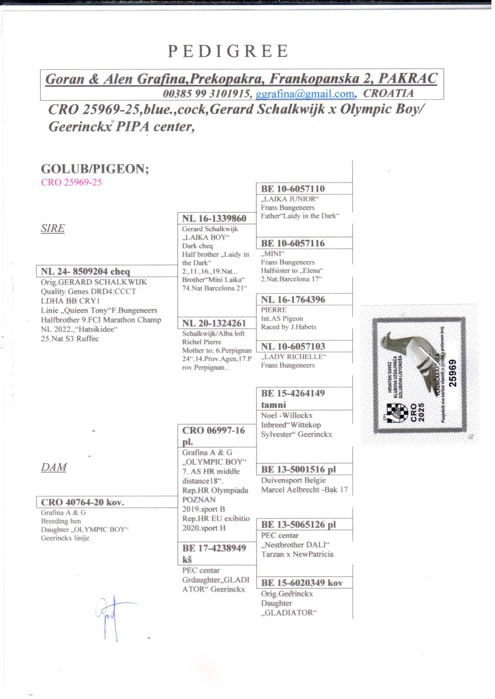 pedigree Kleindochter “Olympic Boy”  lijn “Wittekop Sylvester”, “Gladiator” (Geerinckx)