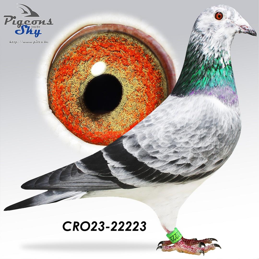 Best Grizzle Porsche x Gdaughter Greek God