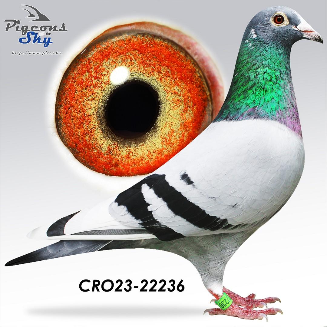 Kleinzoon “Chipo (Steveninck Benny)  x Lijn “Goed Grijs” (Leideman) & “Best Kittel”