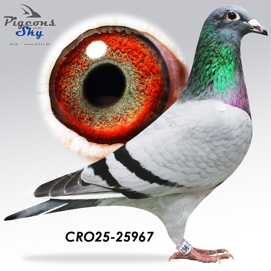 Kleindochter Maastricht Queen