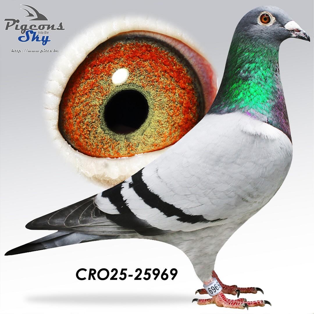 Kleindochter “Olympic Boy”  lijn “Wittekop Sylvester”, “Gladiator” (Geerinckx)