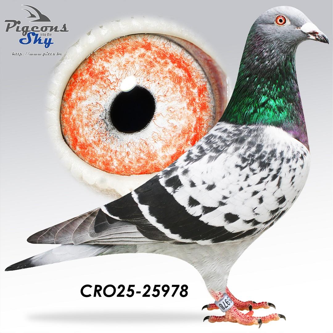 Lijn Super Creone Roeper