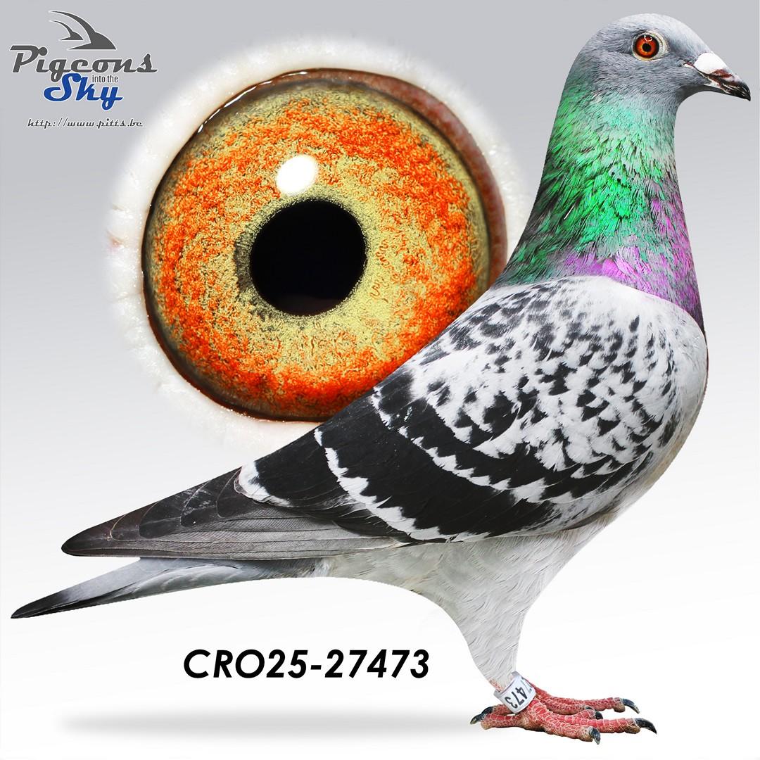 Kleinzoon “Marcel” 1. Nat Chateauroux (Deroose Dirk)