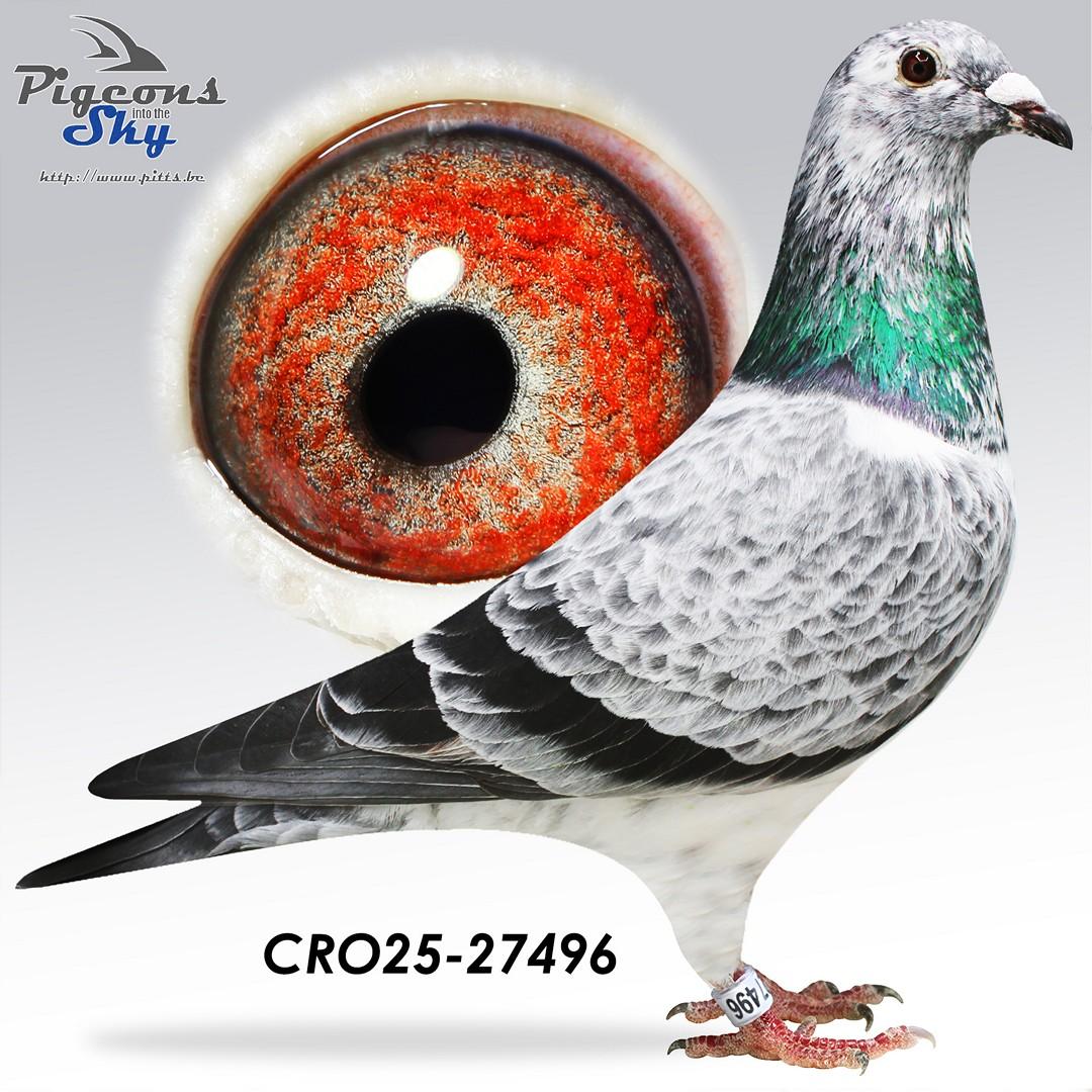 Lijn “Best Kittel” x “Porsche 911”