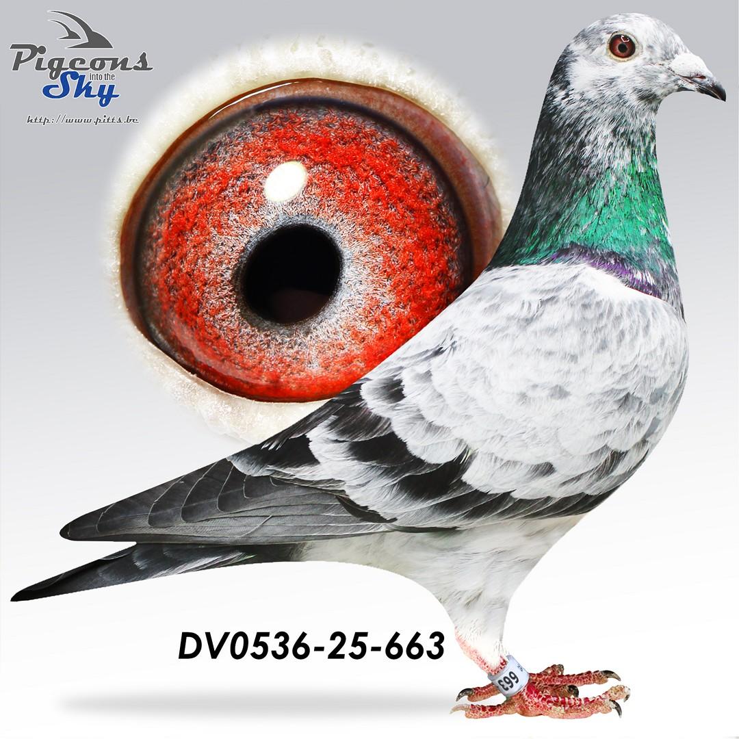 Lijn “Best Kittel” x “Porsche 911”