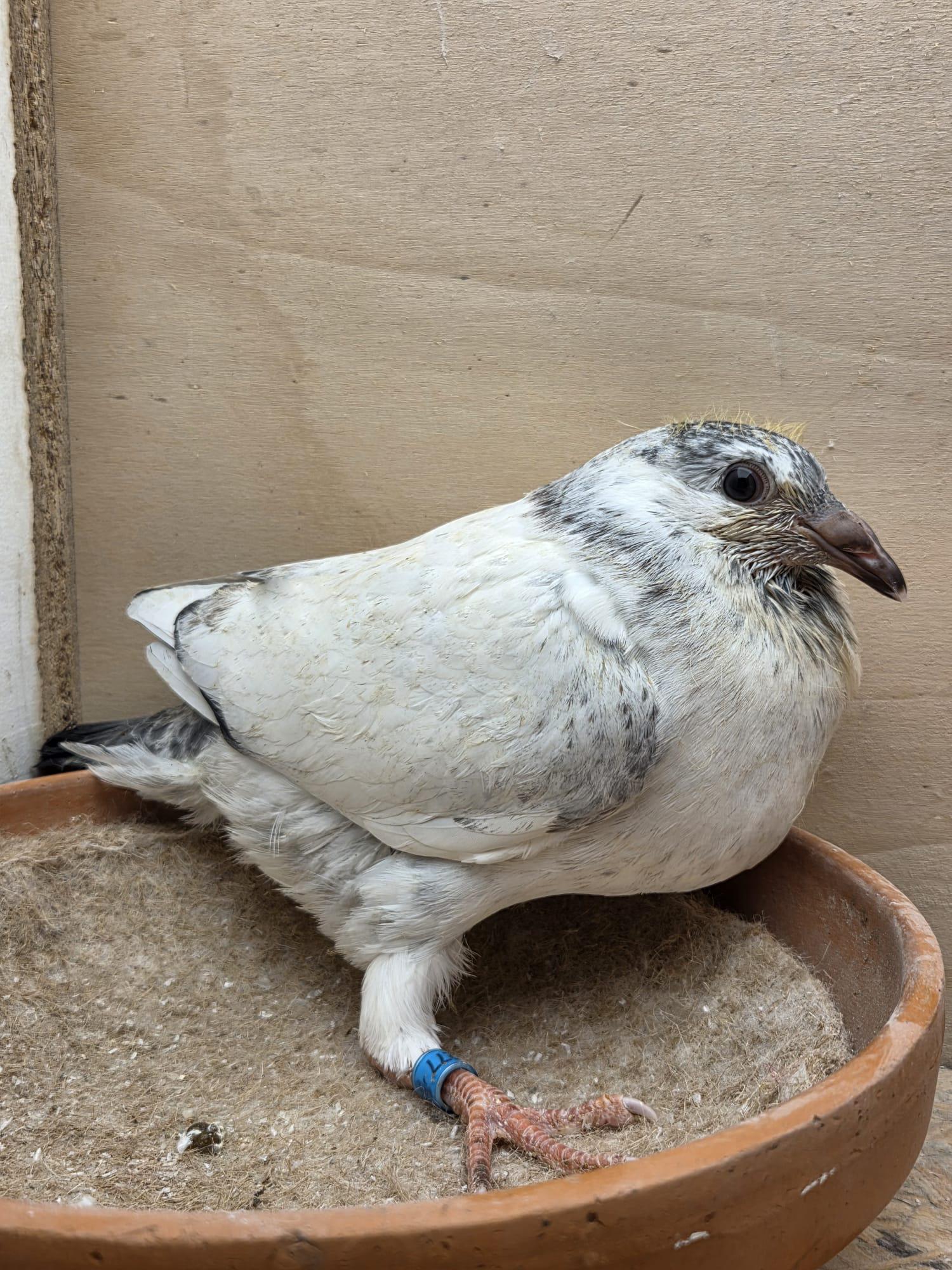 277 - Brans/Van Reeth x Van Dijck