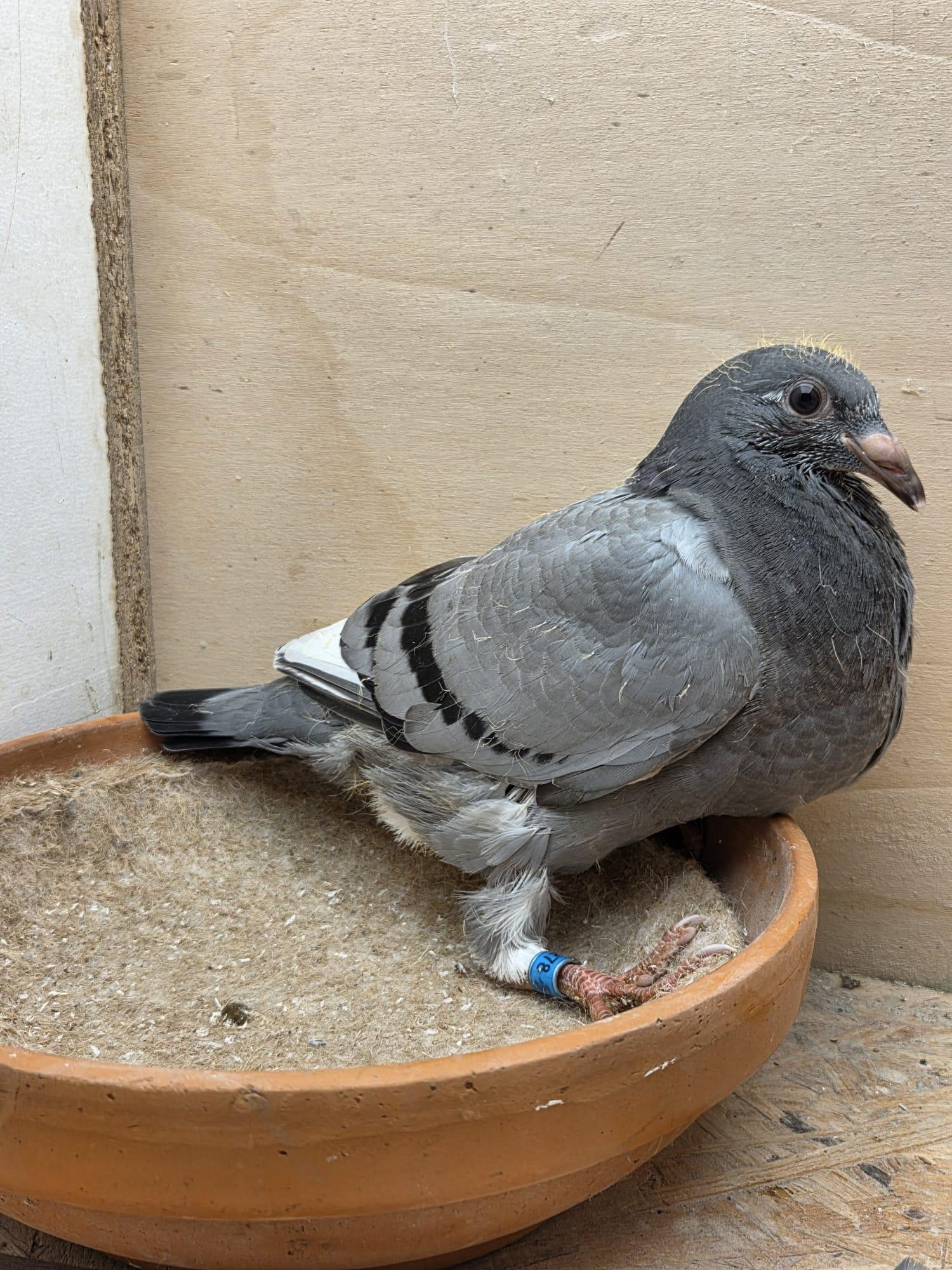 278 - Brans/Van Reeth x Van Dijck