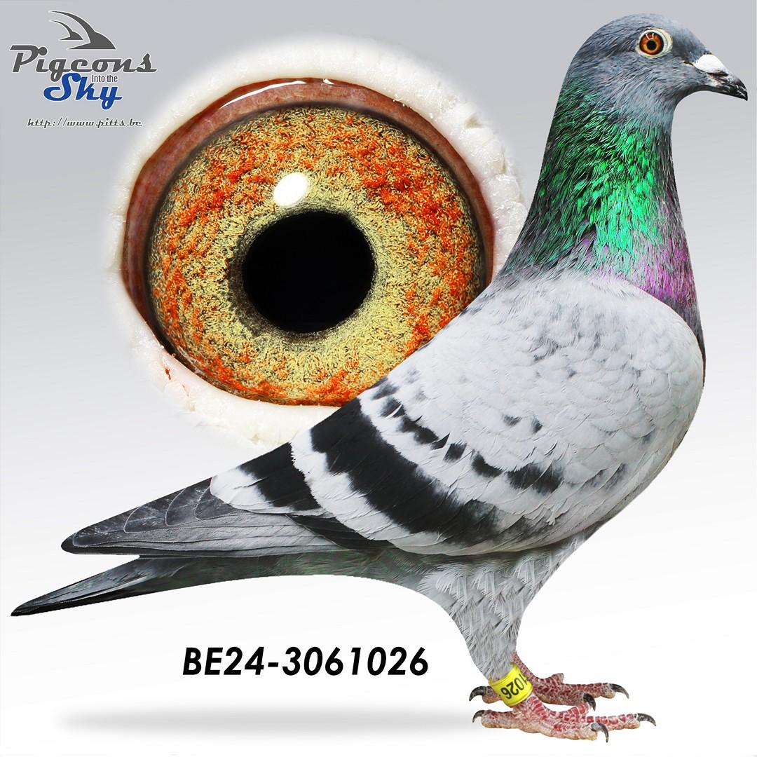 Armando – Top Neyrinck