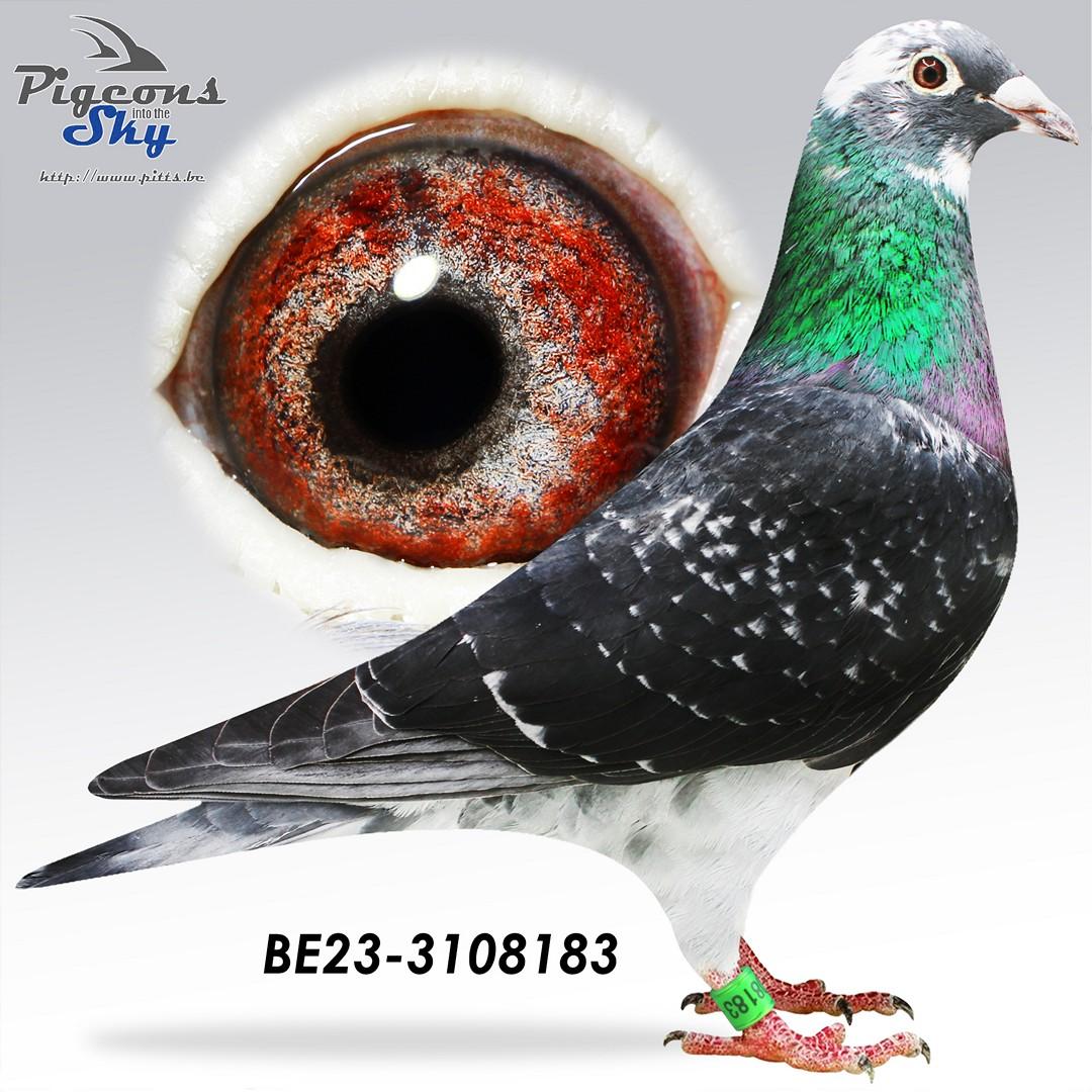 Kleinkind Italiano x Lijn Sero Sero