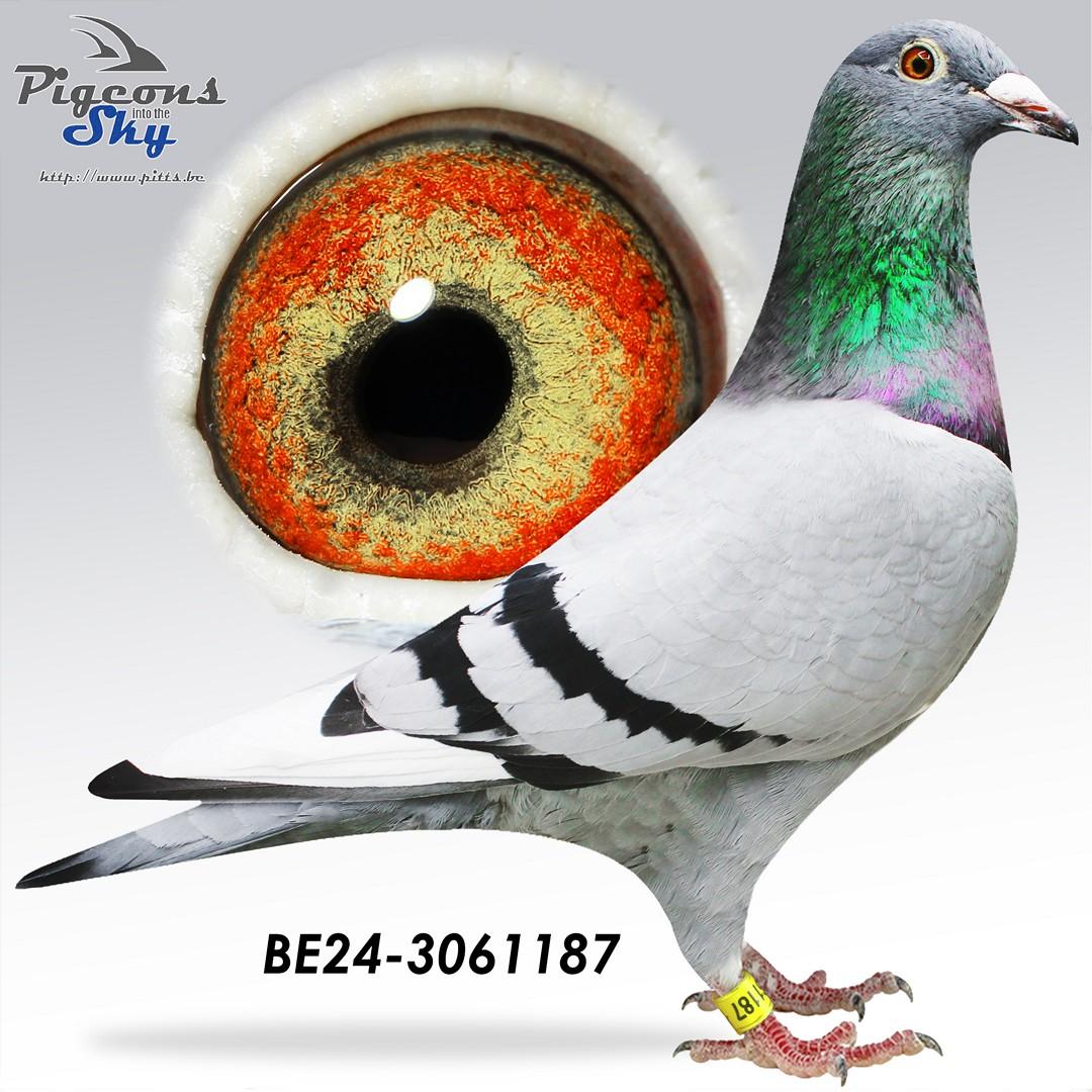 Best of the Best 187