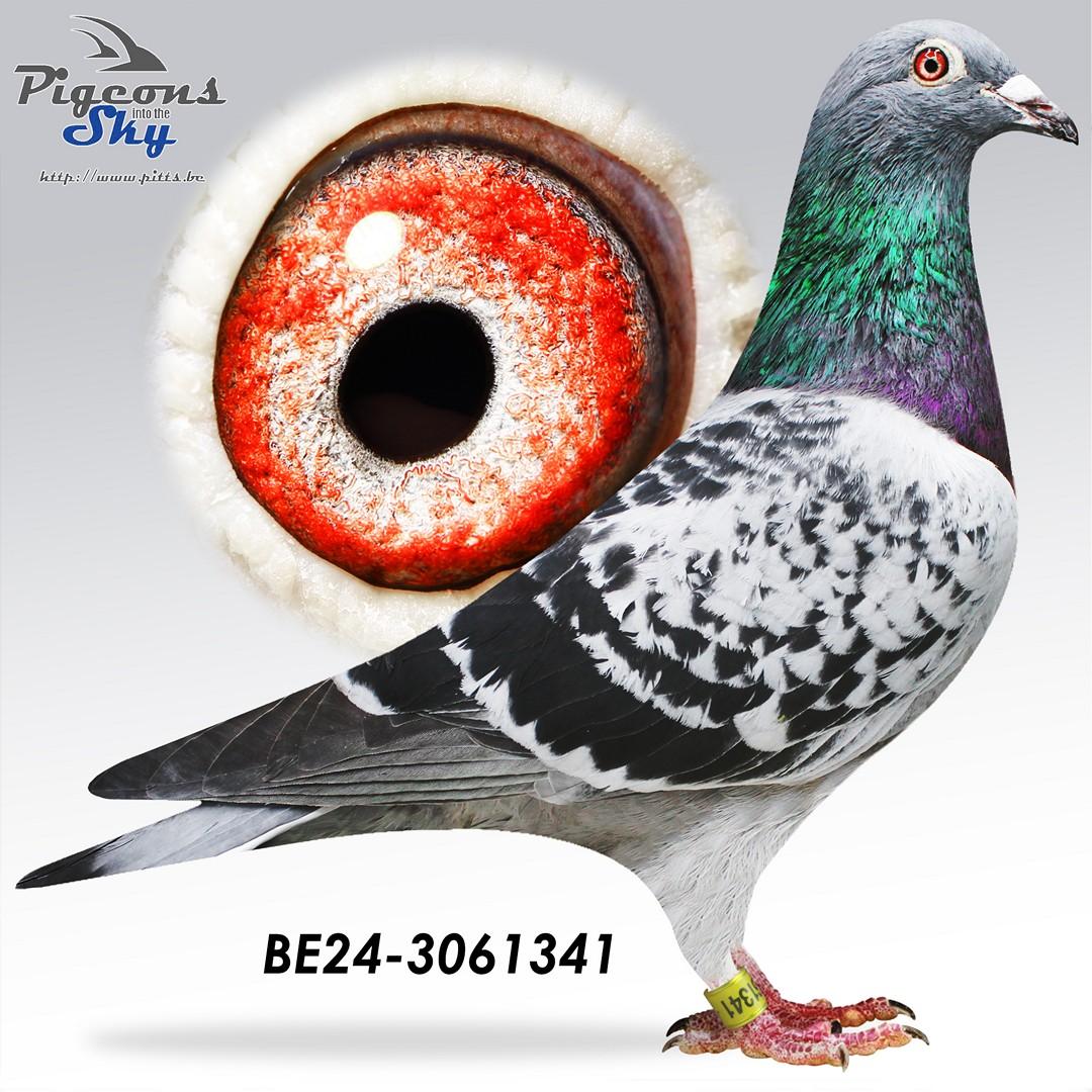 Clicque Verschoot 41