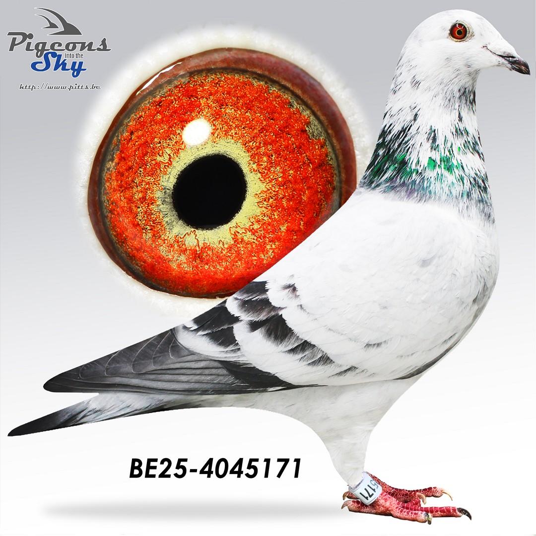 Van Reeth X Van Limbergen