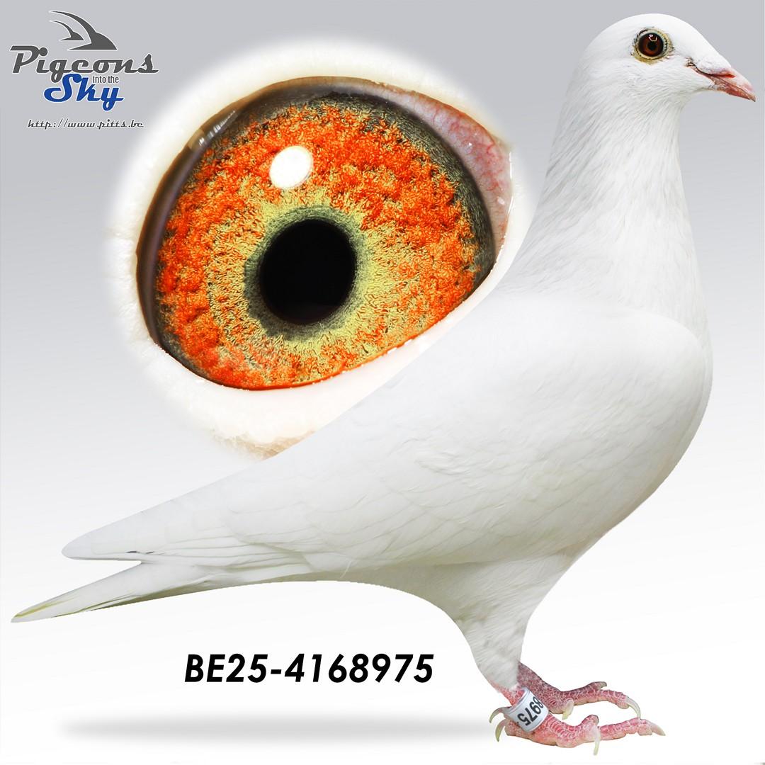 Topafstamming! Koopman-Claessens-Hendrikx-Schaerlaeckens