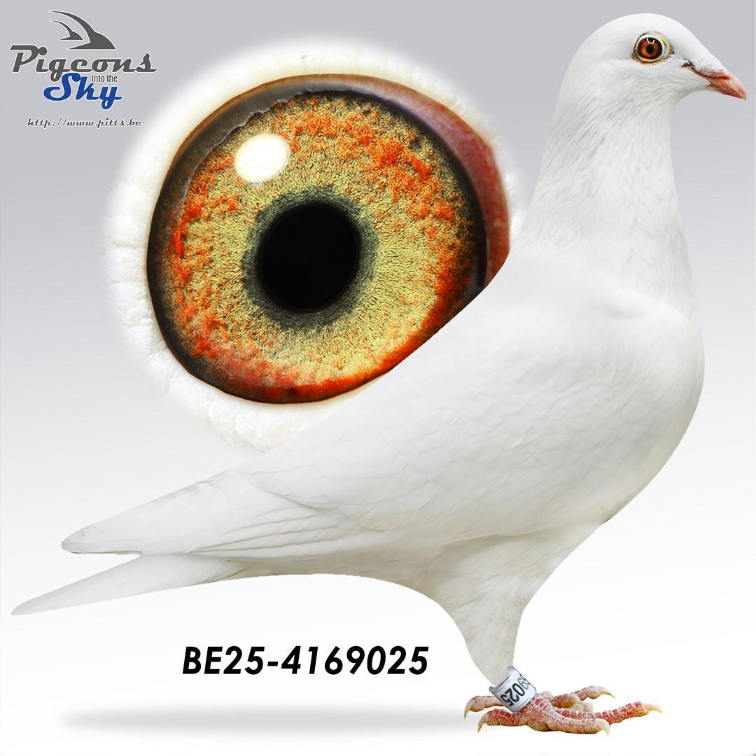 Topafstamming! Koopman-Claessens-Hendrikx-Schaerlaeckens