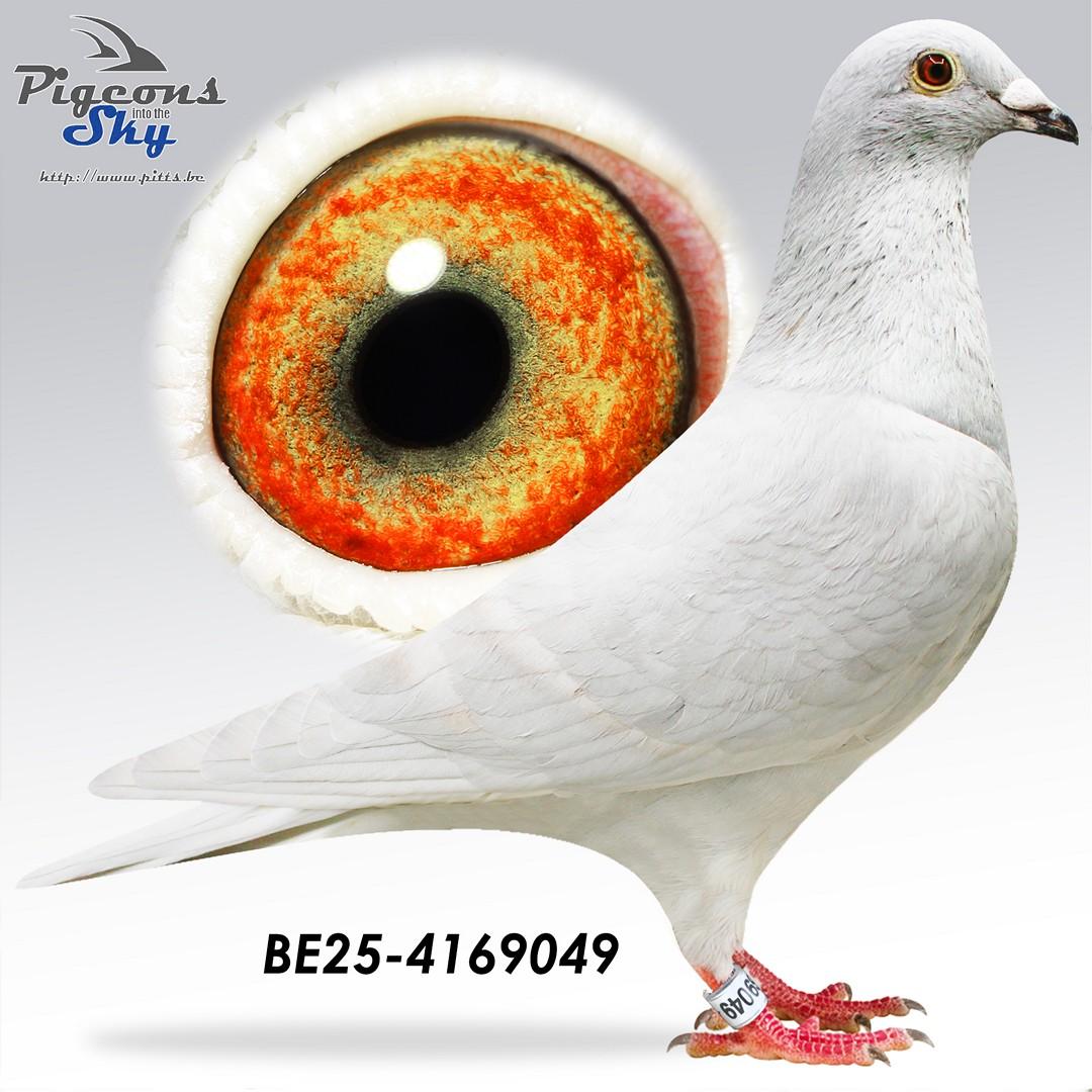 De Keyser X Van Limbergen - Kleinzoon "Argenta"