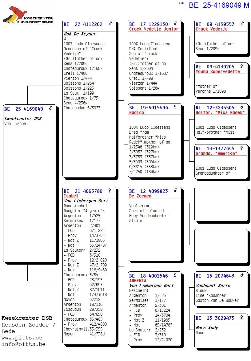 pedigree De Keyser X Van Limbergen - Kleinzoon "Argenta"
