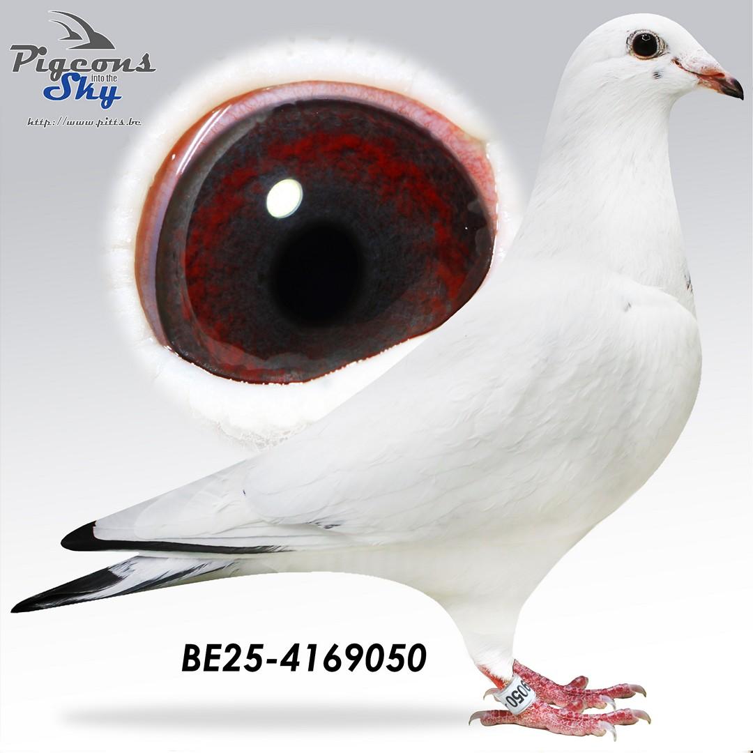 De Keyser X Van Limbergen - Kleinkind "Argenta"