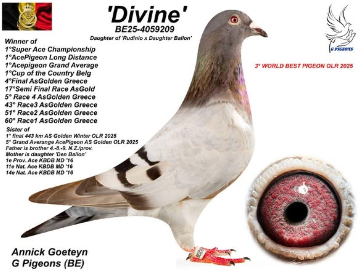 PITTS-Goeteyn Annick-PITTS-BE25-4059209 'Divine' -Foto1